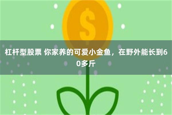杠杆型股票 你家养的可爱小金鱼，在野外能长到60多斤
