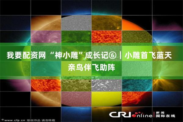 我要配资网 “神小雕”成长记⑥|小雕首飞蓝天 亲鸟伴飞助阵
