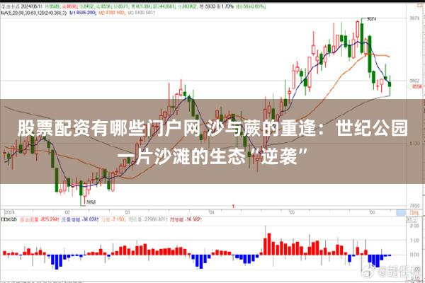 股票配资有哪些门户网 沙与蕨的重逢：世纪公园一片沙滩的生态“逆袭”